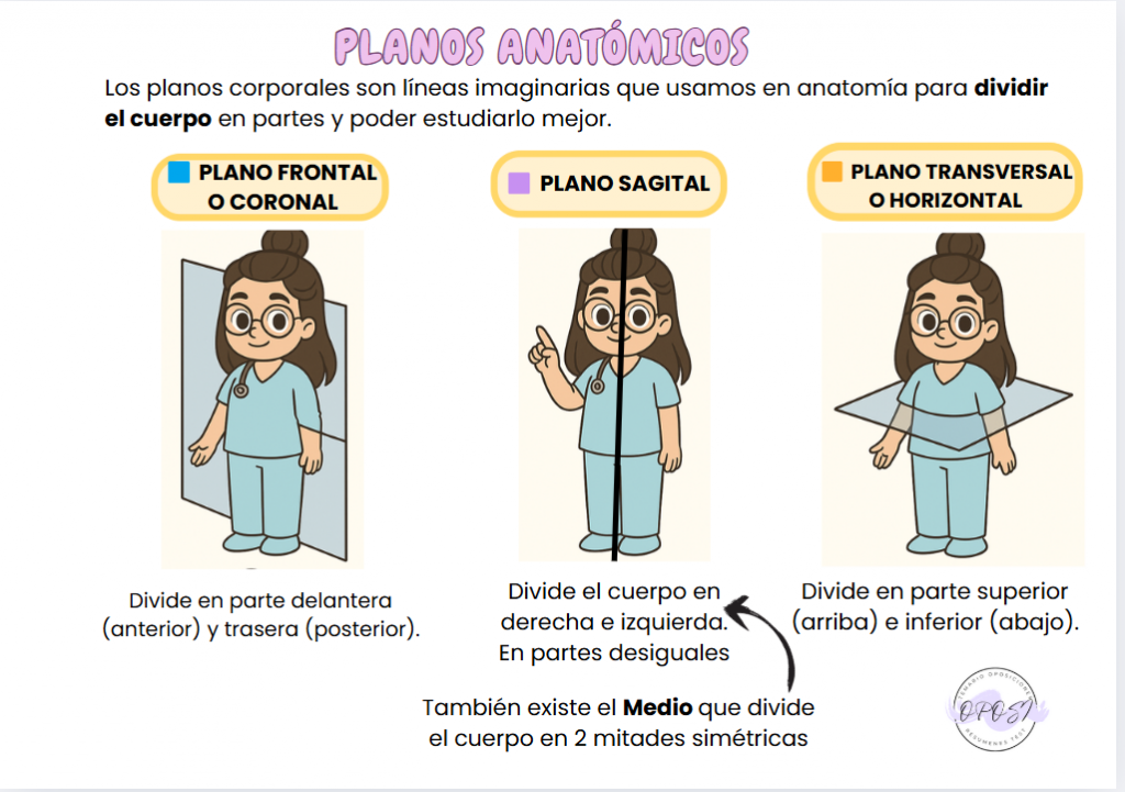 Salvabolsillo-Anatomía
