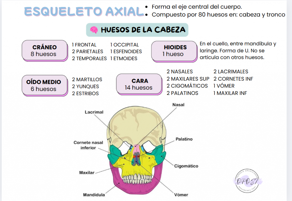 Salvabolsillo-Anatomía