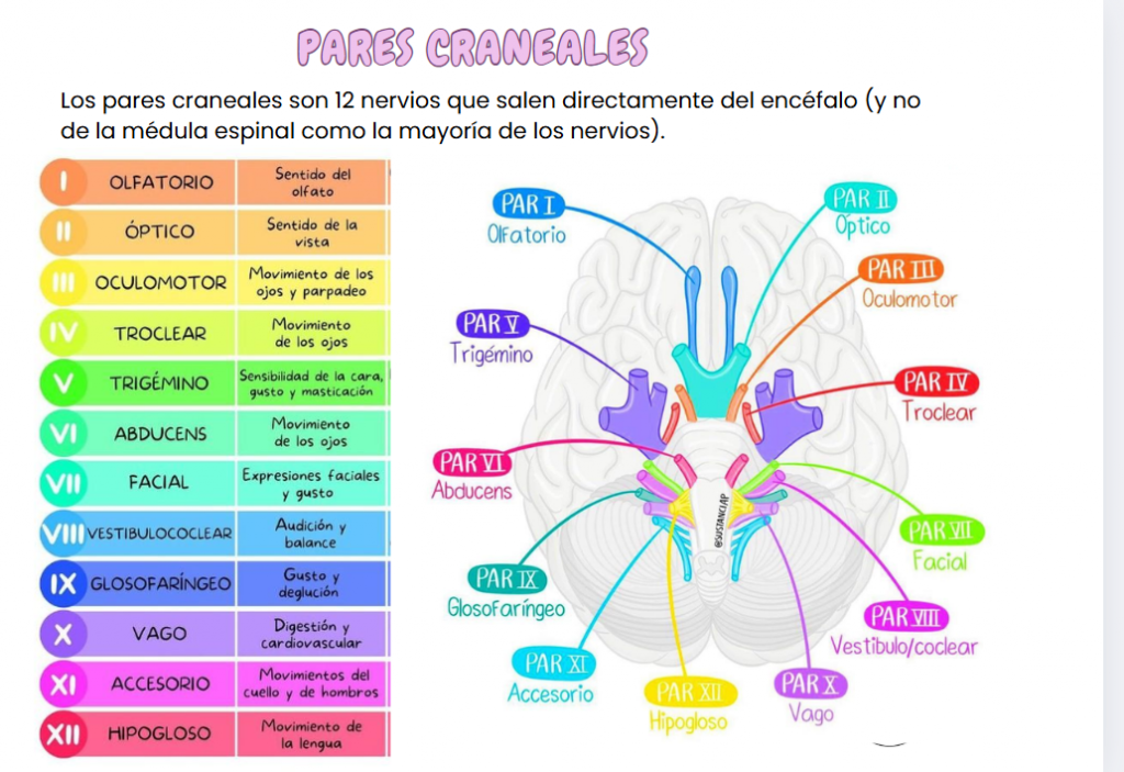 Salvabolsillo-Anatomía
