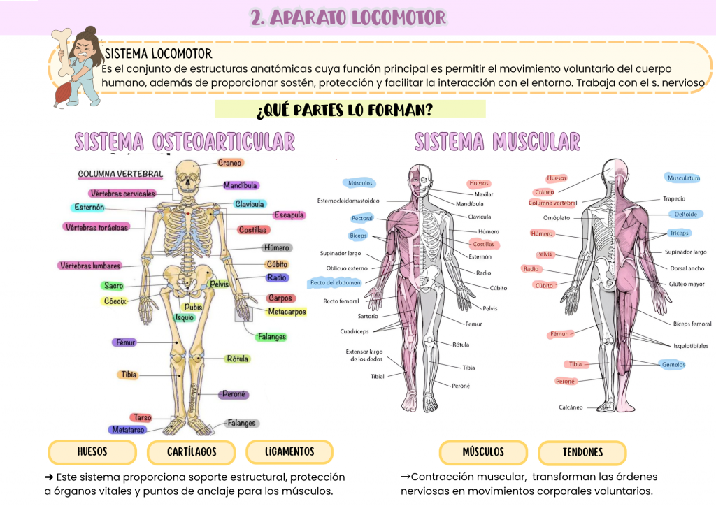 Esquemas TCAE universal